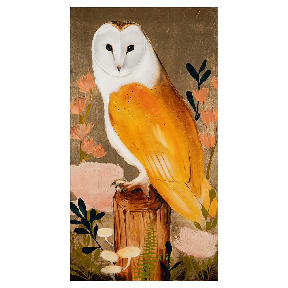 Barn Owl