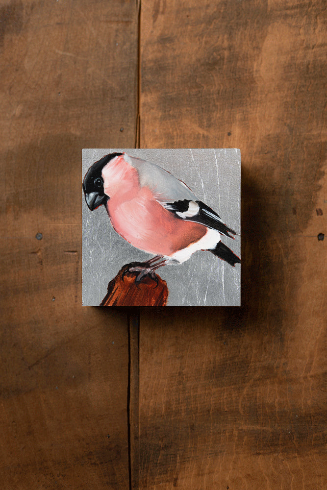 Pink Finch