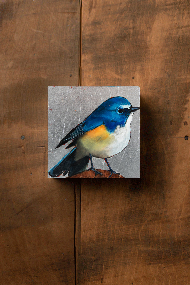 Eastern Blue Bird