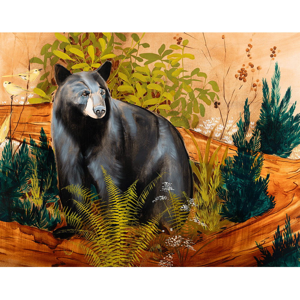 Paris Mountain Bear