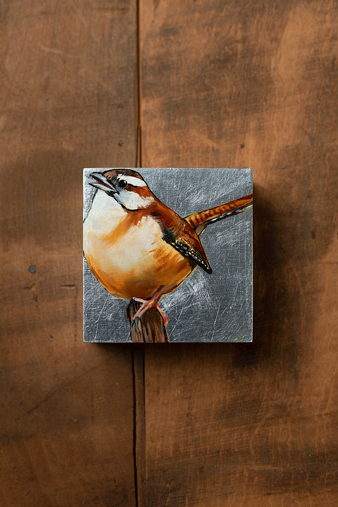 Carolina Wren