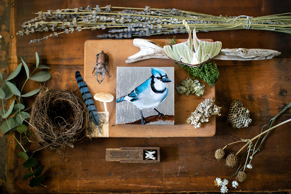 BlueJay