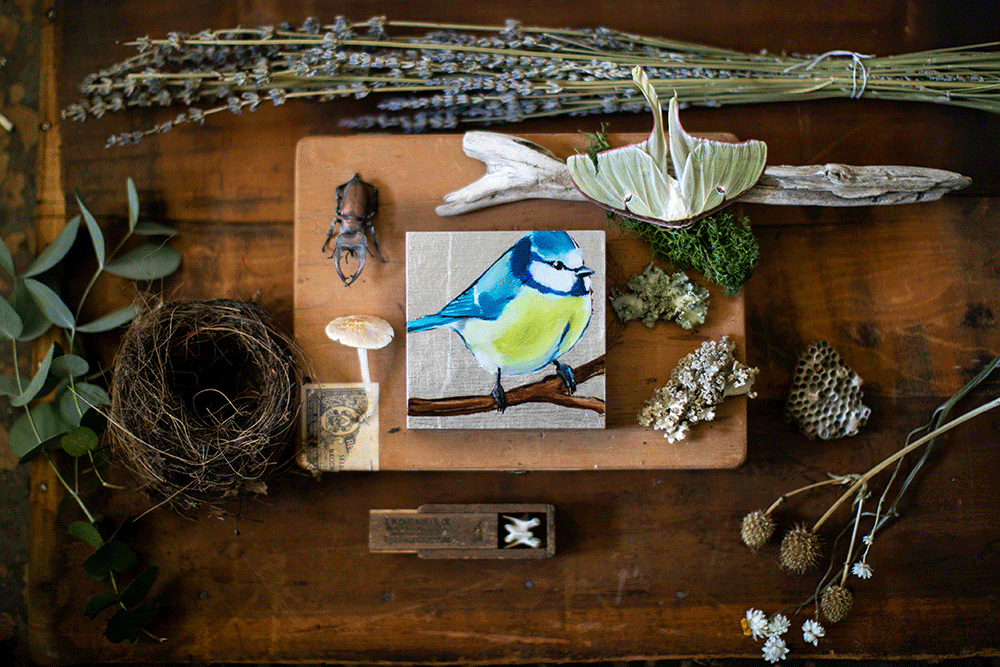 Blue-Tit