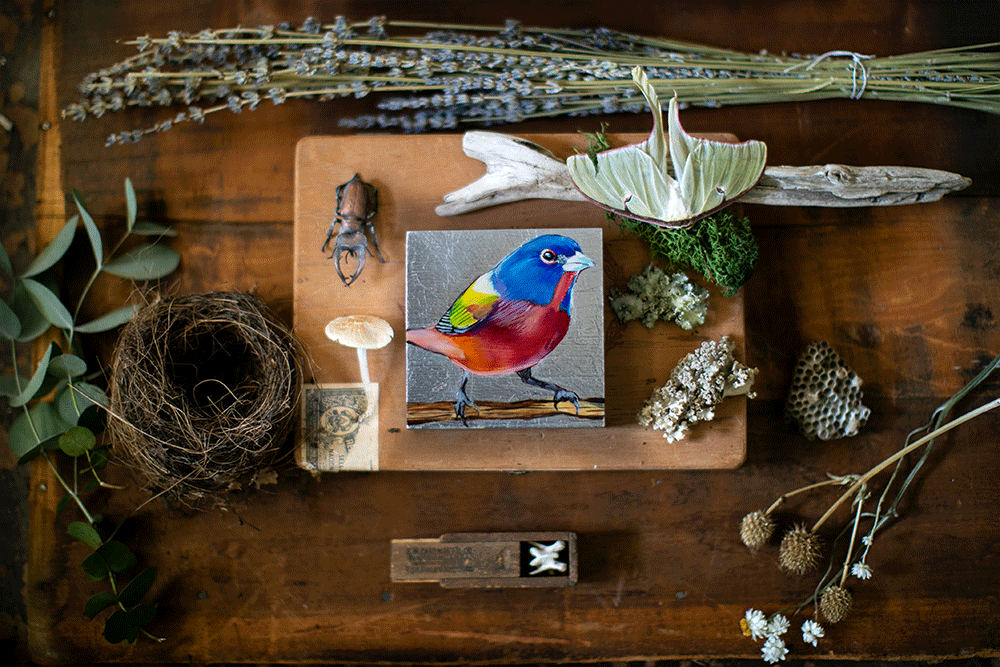Painted Bunting