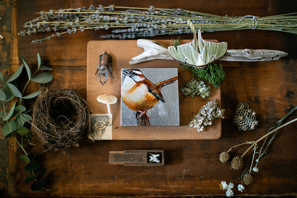 Carolina Wren